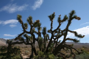 Yoshua Tree | Mojave National Preserve